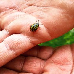 Close-up of insect on hand