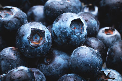 Water drops on blue blueberries close-up, macro frame.berry background