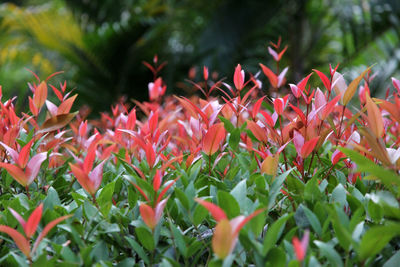 Close-up of red flowers blooming outdoors