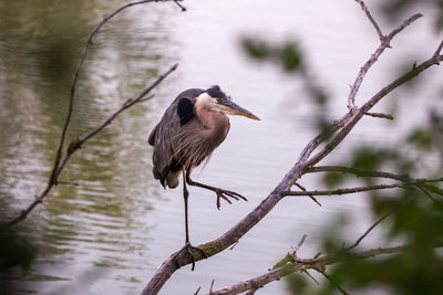  great blue heron perching on a branch