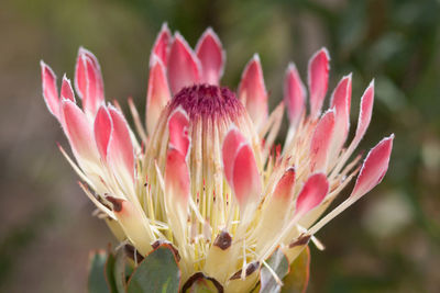 Close-up of flowers blooming outdoors