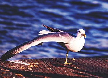 Seagull perching on a lake