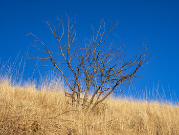 Bare tree on field against clear blue sky