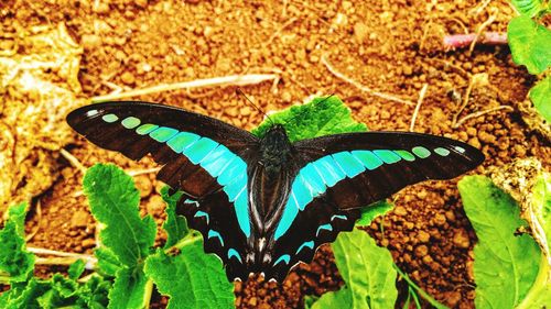 Close-up of butterfly on plant