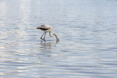 Bird in water