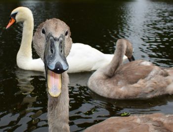 Swans swimming on lake