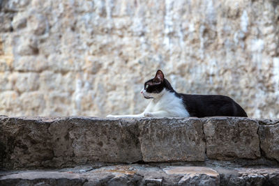 Cat looking away on wall