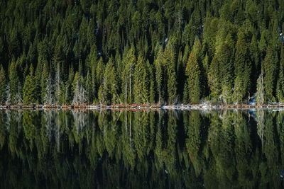 Scenic view of lake by trees