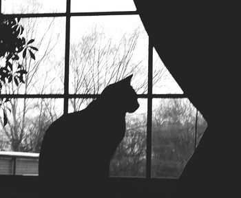 Cat looking through window