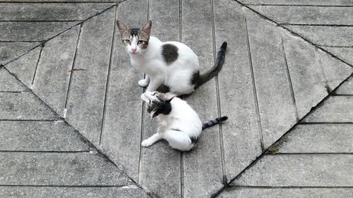 High angle view of cat on footpath