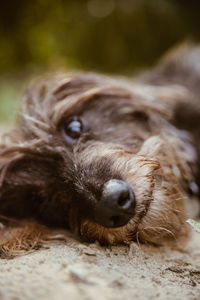 Close-up portrait of a dog