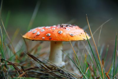 Fly agaric in grass 