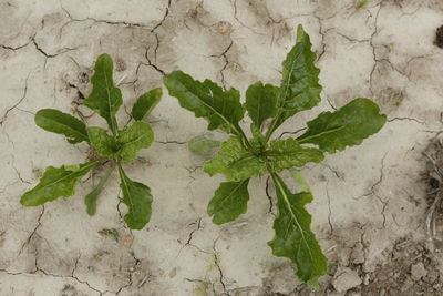 High angle view of plant leaves on floor