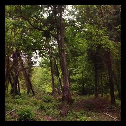 Trees in forest