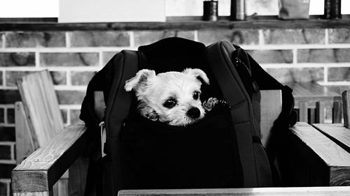 Close-up of dog sitting in a backpack