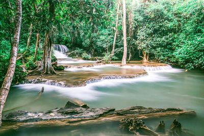 Scenic view of waterfall in forest