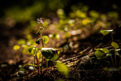 Close-up of small plant growing on field