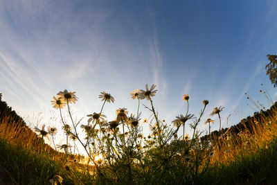 Low angle view of flowering plants on field against sky