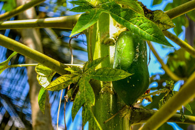 Close-up of fresh green leaves and a fruit