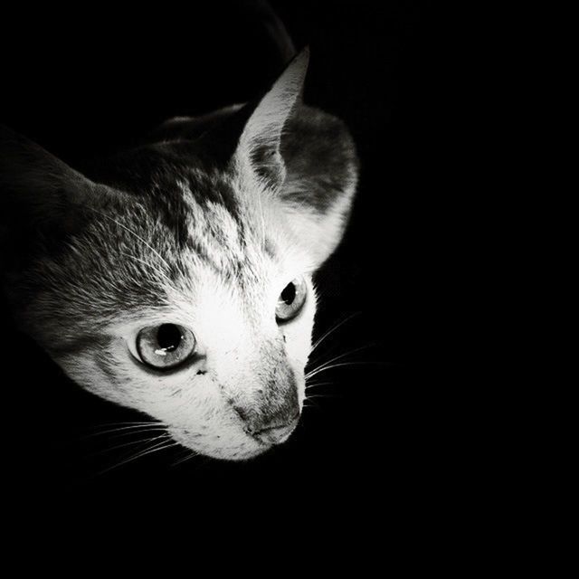 one animal, animal themes, domestic cat, cat, pets, indoors, domestic animals, feline, black background, whisker, mammal, animal head, close-up, studio shot, portrait, looking at camera, animal eye, staring, alertness