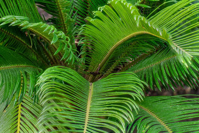 Close-up of palm tree