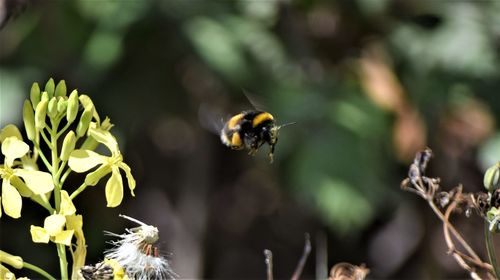 Close-up of bee pollinating on flower