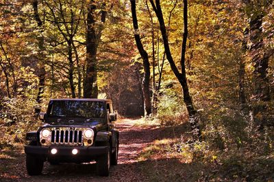 Car in forest