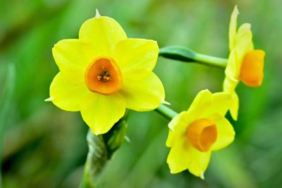 Close-up of yellow flower