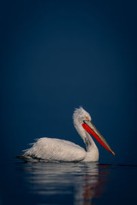 Close-up of pelican