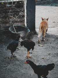 Dogs standing on land