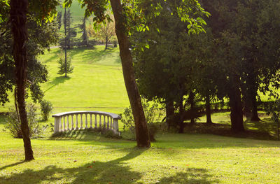 Trees in park