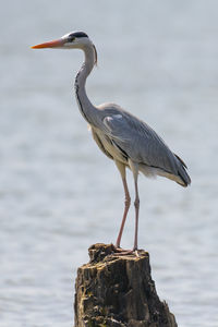 Bird perching on wooden post