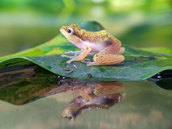 Close-up of frog on leaf