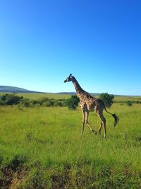 Side view of giraffe on field