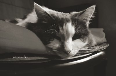 Close-up portrait of cat relaxing at home