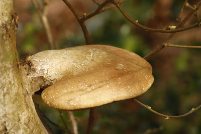 Close-up of mushroom