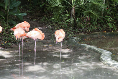 View of birds in lake