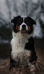 Close-up of dog sitting in field