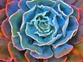 Close-up of prickly pear cactus