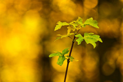 Close-up of plant against blurred background