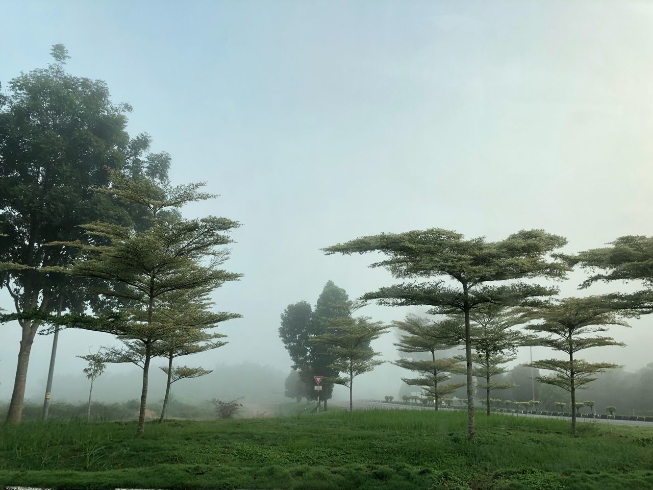 tree, plant, beauty in nature, sky, tranquility, tranquil scene, growth, land, nature, fog, environment, green color, non-urban scene, no people, scenics - nature, field, day, grass, landscape, outdoors