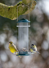 Close-up of bird perching on feeder