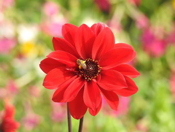 Close-up of red pink flower