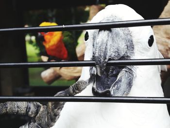 Close-up of bird on railing