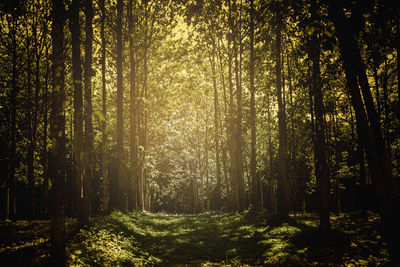 Trees in forest