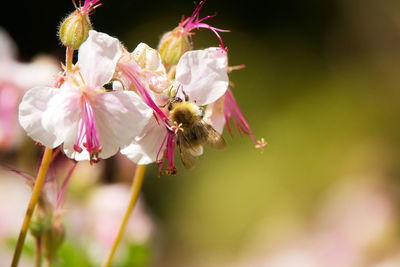 Close-up of bee pollinating on pink flower