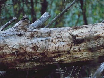 Close-up of wooden logs in forest