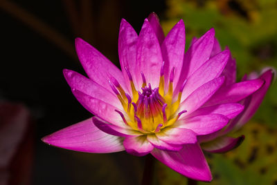 Close-up of pink flower