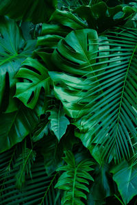 Full frame shot of green leaves