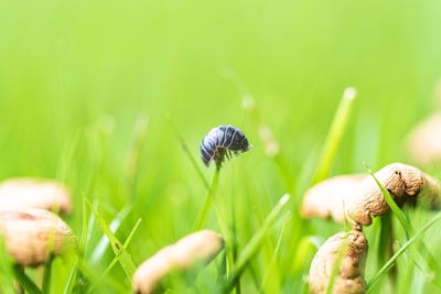 Close-up of insect on grass